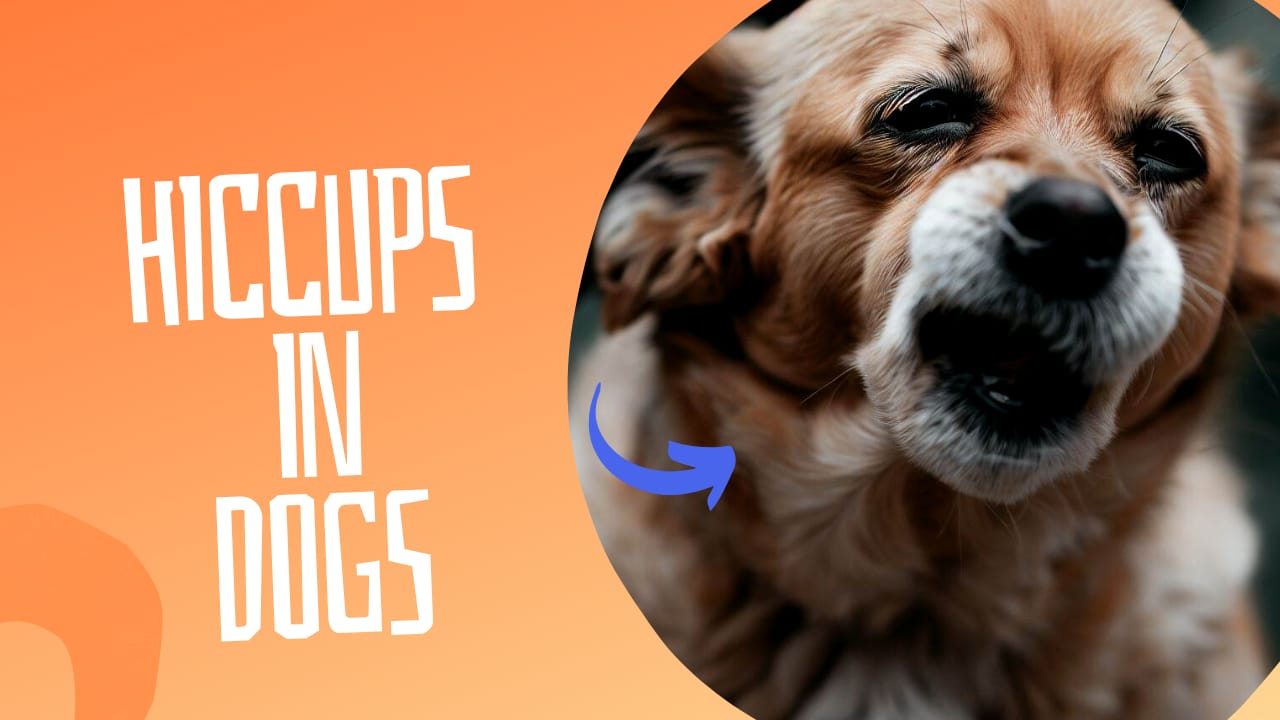 Hiccups in dogs: all you need to know