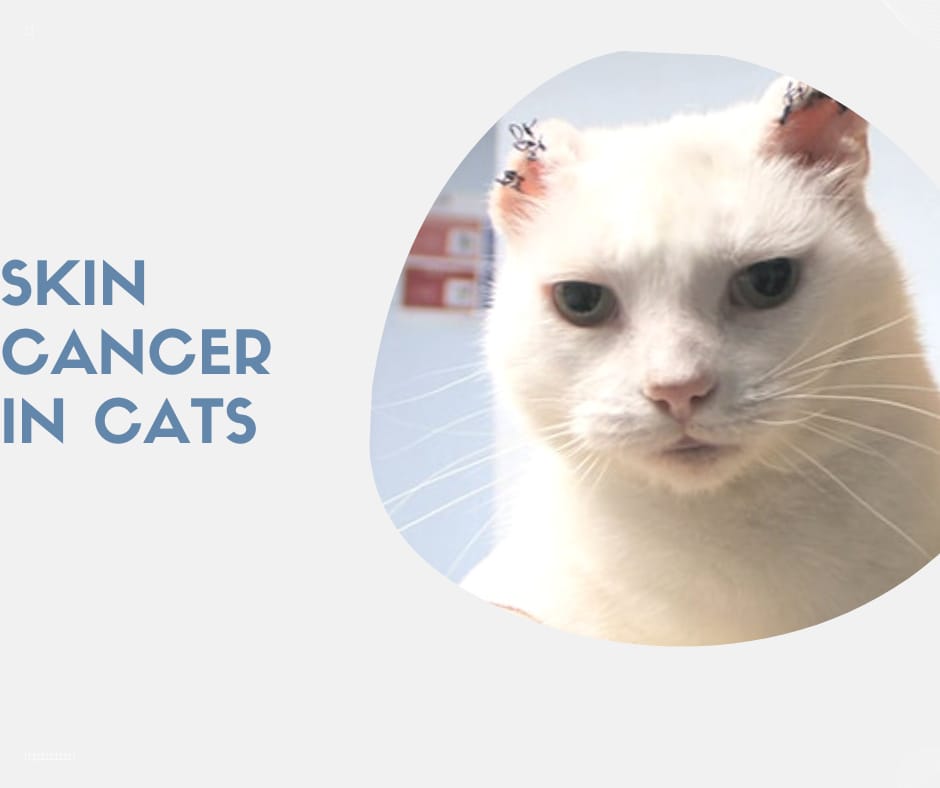 Skin cancer in cats